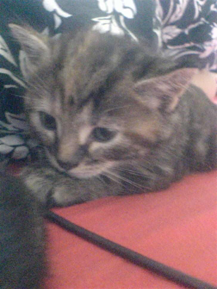 Huskat Tulle billede 5