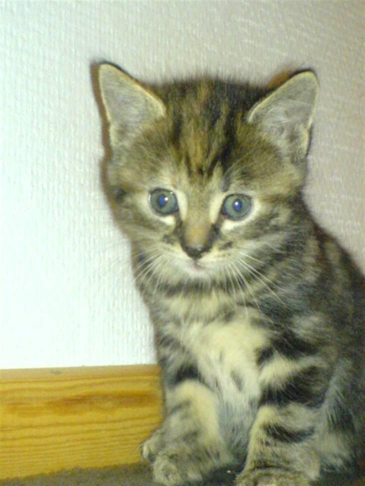 Huskat Tulle billede 6