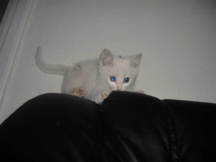 Blanding af racer Pelle *død* billede 1