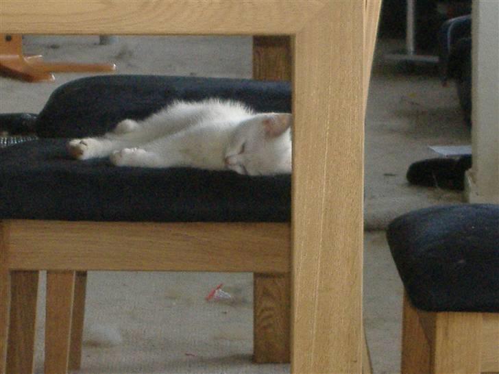 Blanding af racer Pelle *død* billede 2