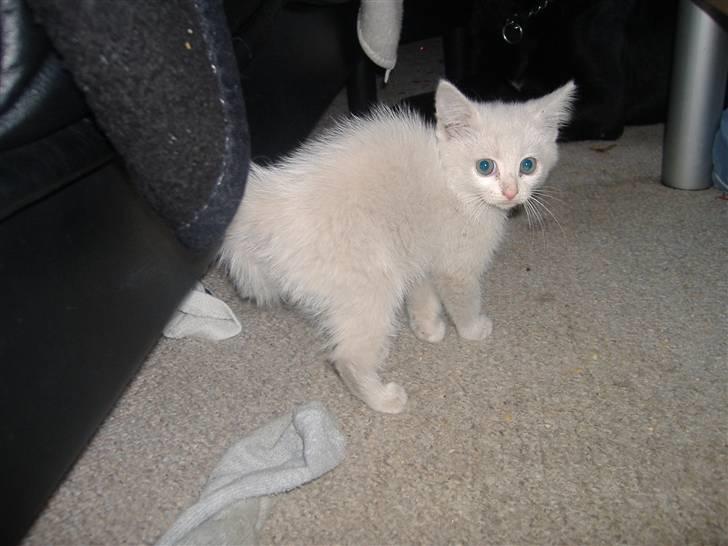 Blanding af racer Pelle *død* billede 3