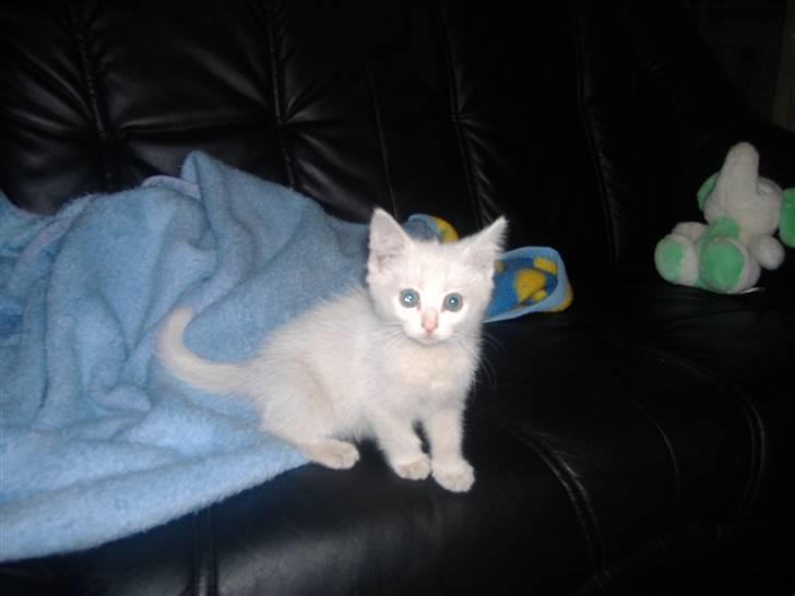 Blanding af racer Pelle *død* billede 4