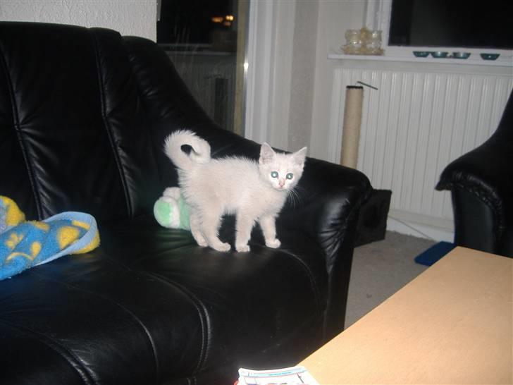 Blanding af racer Pelle *død* billede 5