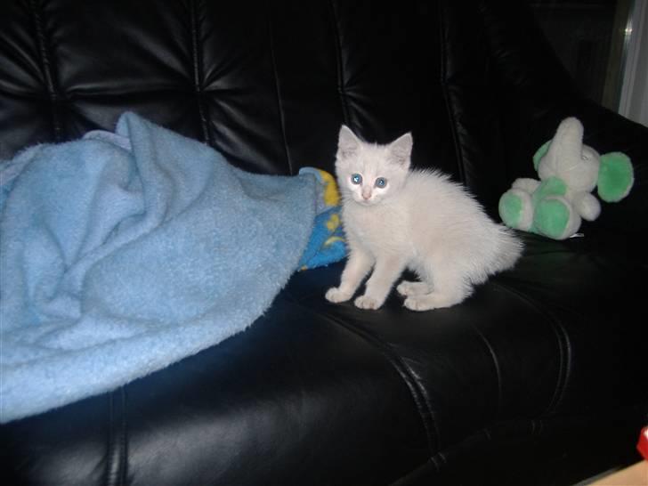 Blanding af racer Pelle *død* billede 6