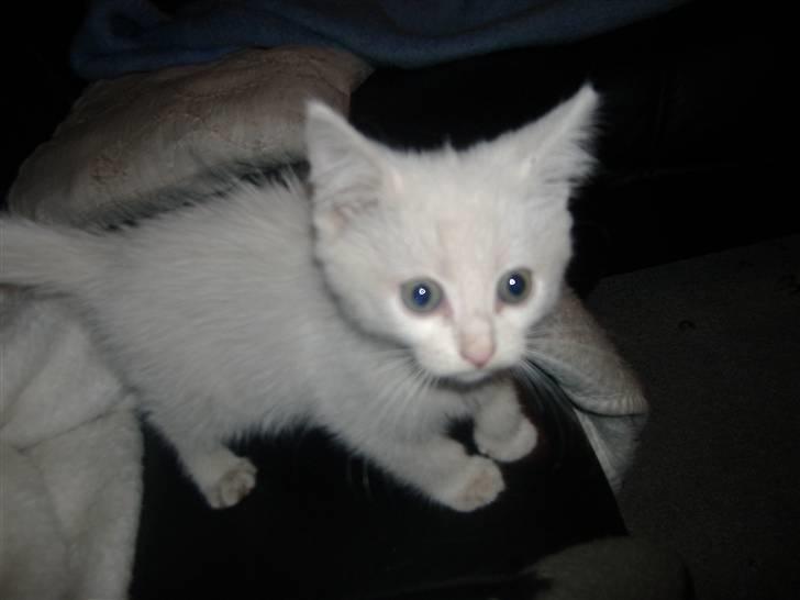 Blanding af racer Pelle *død* billede 7