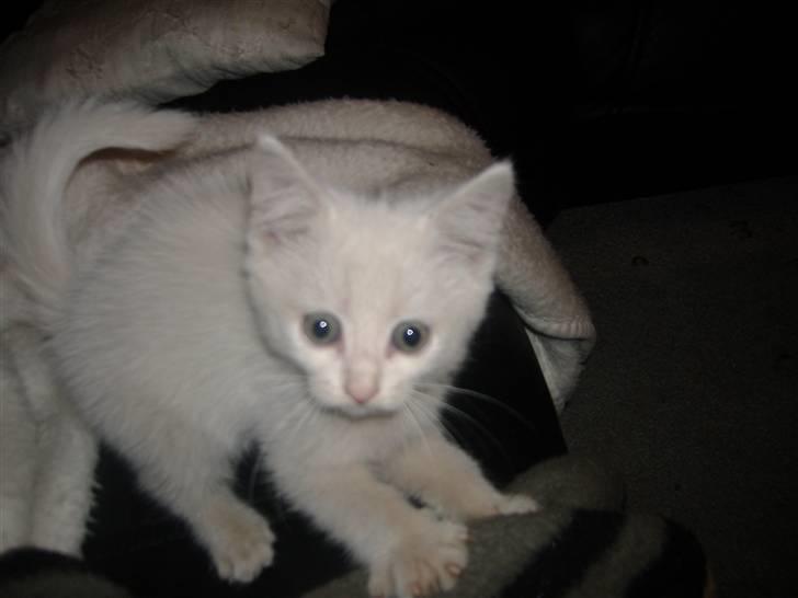 Blanding af racer Pelle *død* billede 8