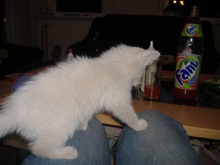 Blanding af racer Pelle *død* billede 9