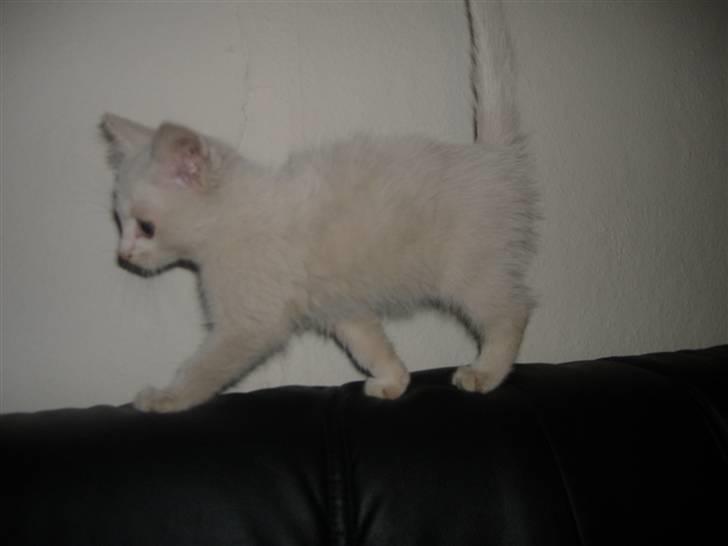 Blanding af racer Pelle *død* billede 10