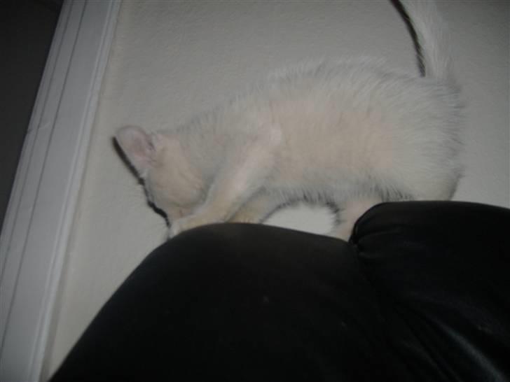 Blanding af racer Pelle *død* billede 11