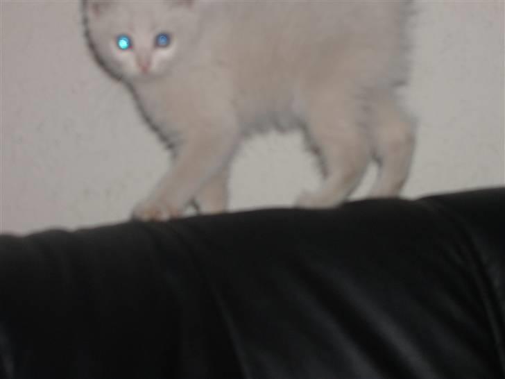 Blanding af racer Pelle *død* billede 12