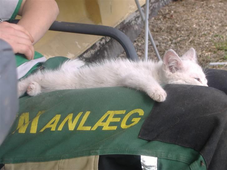 Blanding af racer Pelle *død* billede 13