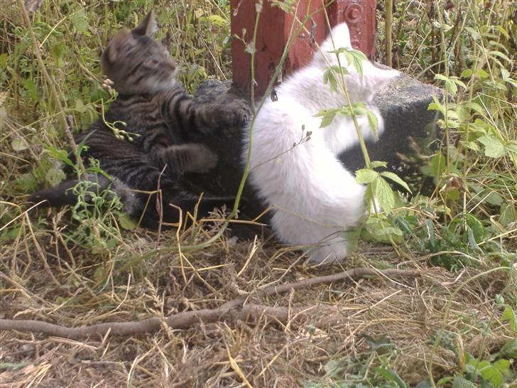 Blanding af racer Pelle *død* billede 14