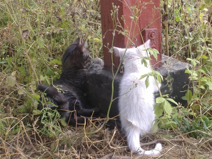 Blanding af racer Pelle *død* billede 15