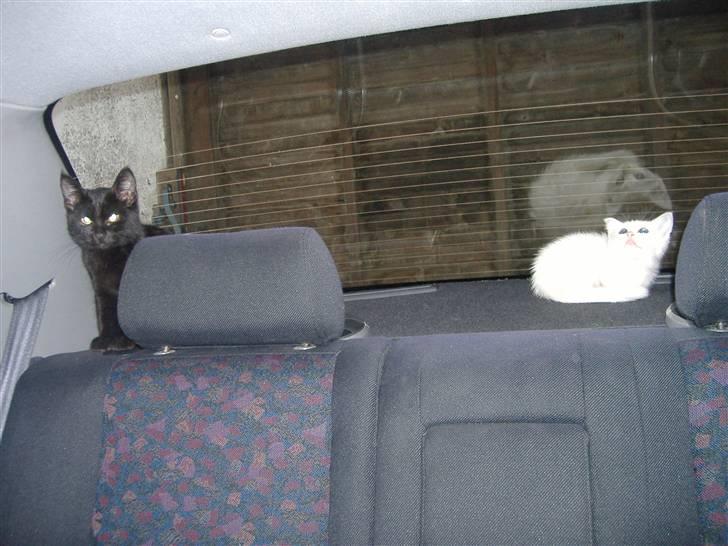 Blanding af racer Pelle *død* billede 16