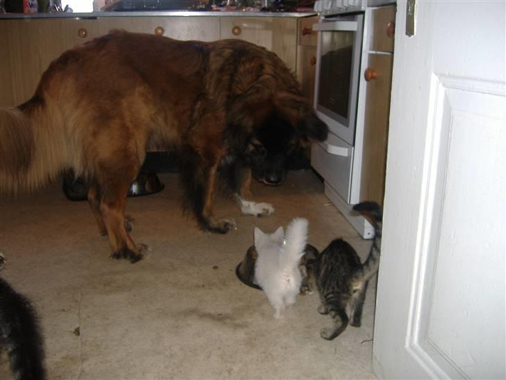 Blanding af racer Pelle *død* billede 18