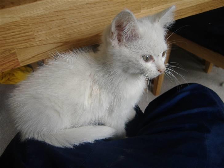 Blanding af racer Pelle *død* billede 19