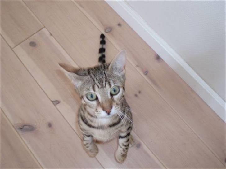 Bengal Cleo billede 8