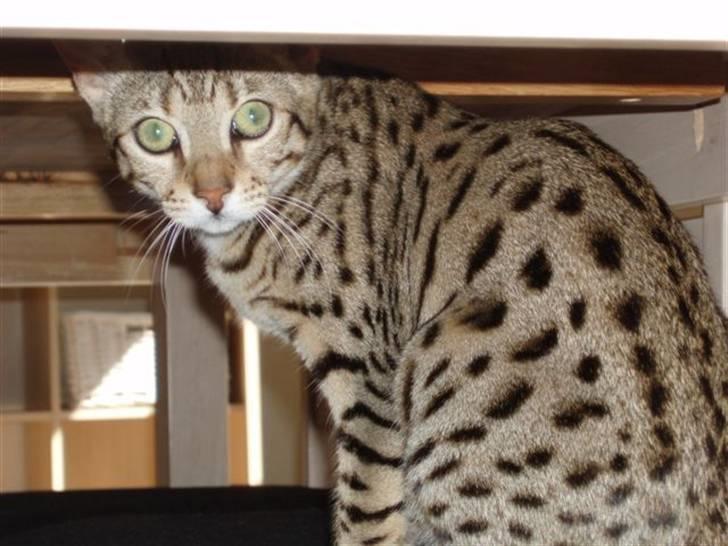 Bengal Cleo billede 9