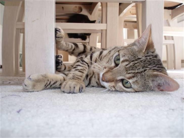 Bengal Cleo billede 10