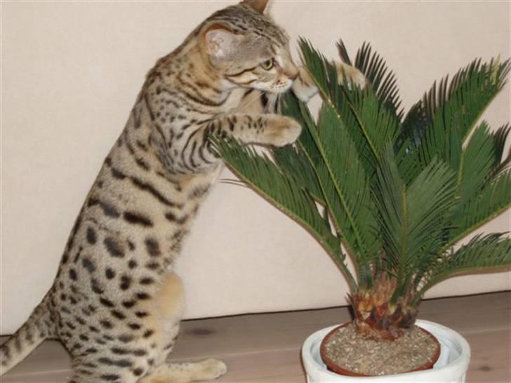 Bengal Cleo billede 11