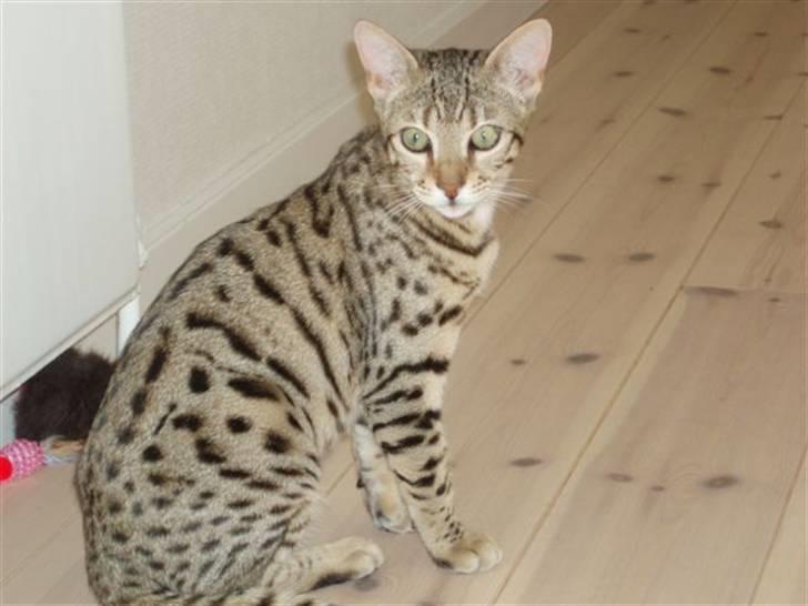 Bengal Cleo billede 12