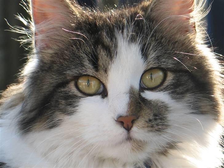 Blanding af racer Norsk skovkat/Agnes R.I.P - Agnes Close billede 1