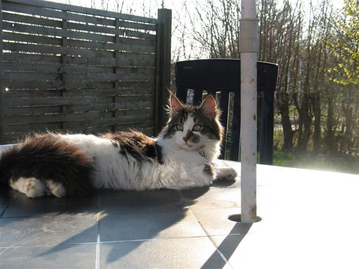 Blanding af racer Norsk skovkat/Agnes R.I.P - Agnes på havebordet billede 2