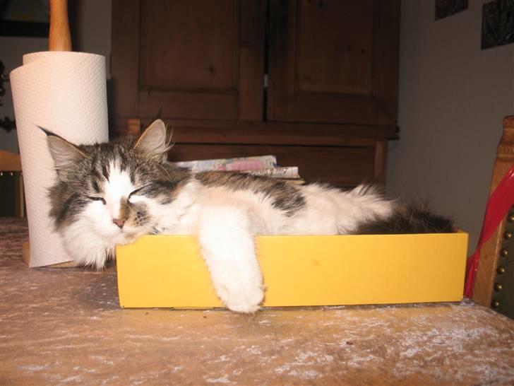 Blanding af racer Norsk skovkat/Agnes R.I.P - Agnes i sin lille papkasse billede 3