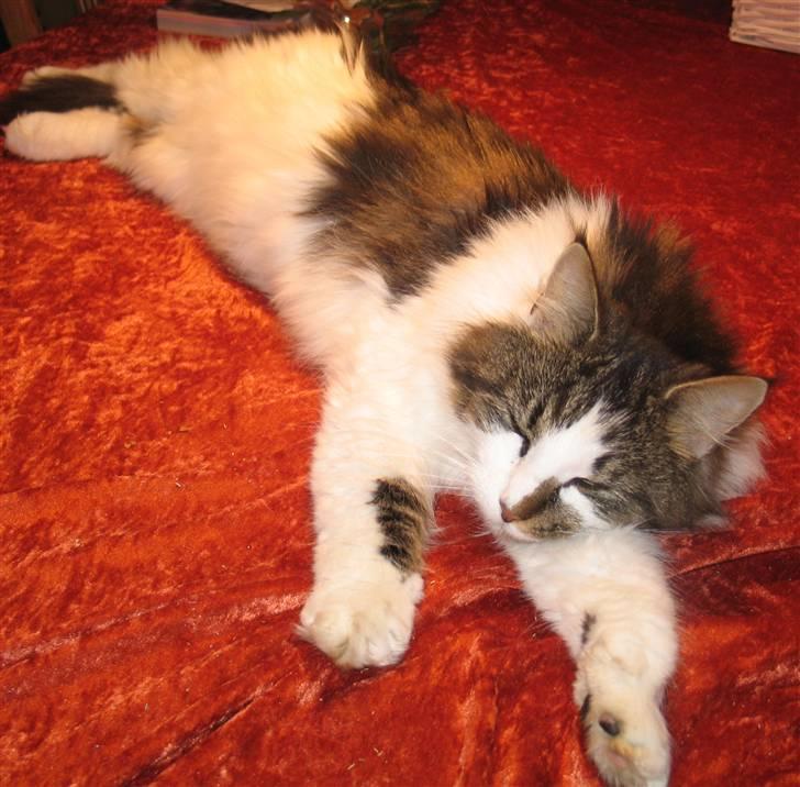 Blanding af racer Norsk skovkat/Agnes R.I.P billede 4