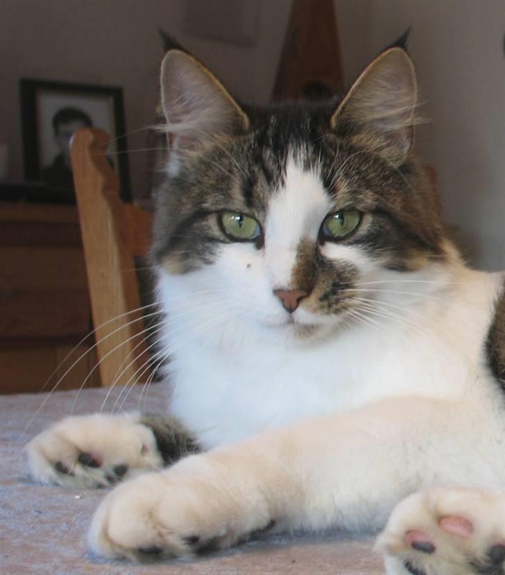 Blanding af racer Norsk skovkat/Agnes R.I.P billede 5