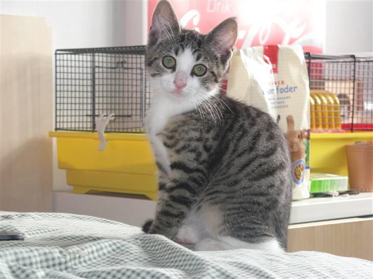 Blanding af racer Amidamaro - Hvem siger jeg var ved at drille hamsteret. Få det cam væk. billede 1