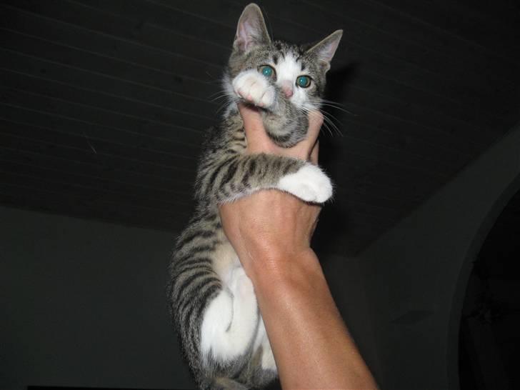 Blanding af racer Amidamaro - så stop dog kan ikke flyve.. billede 2