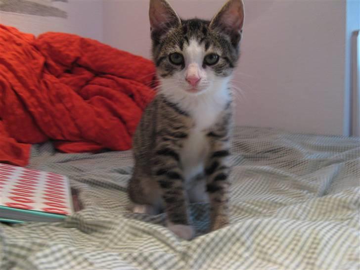 Blanding af racer Amidamaro - Best billed ever synes jeg. ligner hun står om en eller anden kamp hund med bene ud til siden ovs :D hun er os FARLIG. billede 3