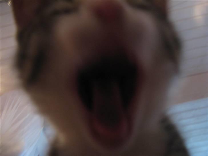 Blanding af racer Amidamaro - Jeg sag sluk det kamera.. billede 4