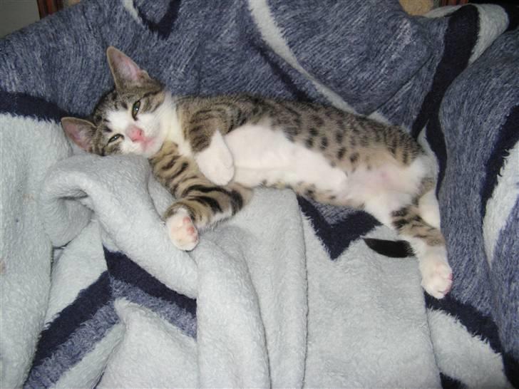 Blanding af racer Amidamaro - Så lad mig dog sove. billede 5