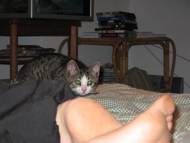 Blanding af racer Amidamaro - Nøj den fod skal da ikke være i min seng. billede 6