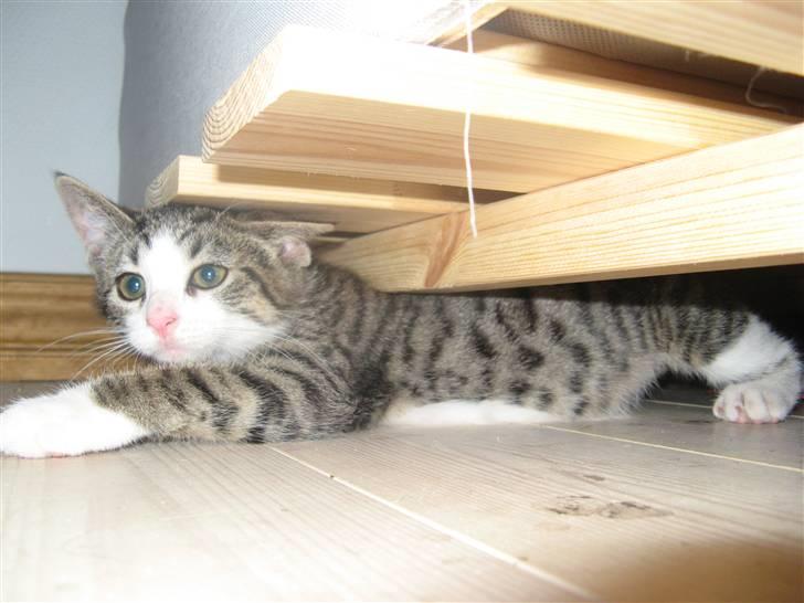 Blanding af racer Amidamaro - Det ikke sjovt det der jeg sidder fast. billede 7