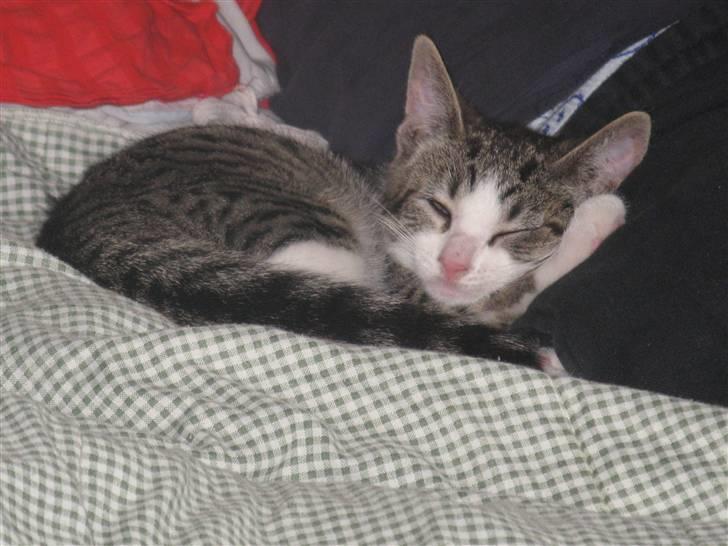 Blanding af racer Amidamaro billede 8