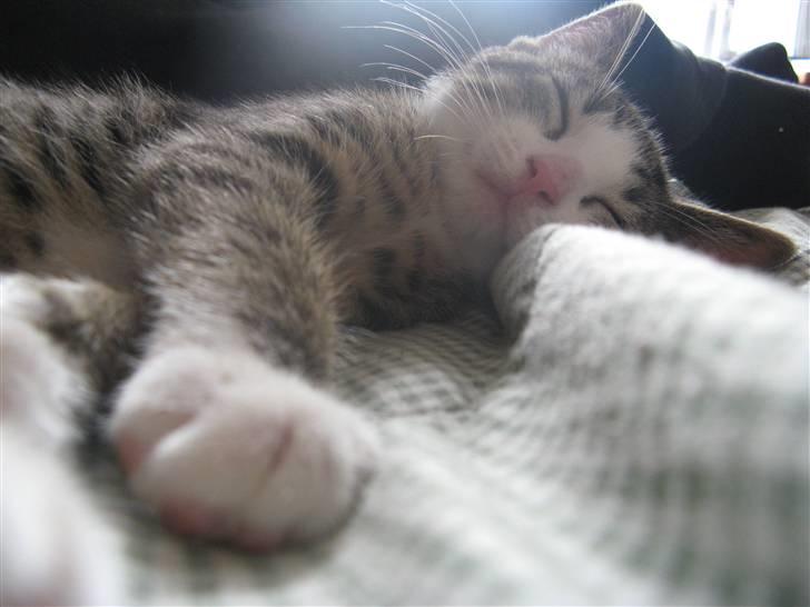 Blanding af racer Amidamaro billede 9