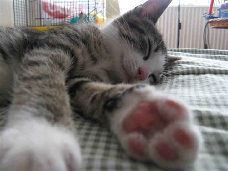 Blanding af racer Amidamaro billede 10