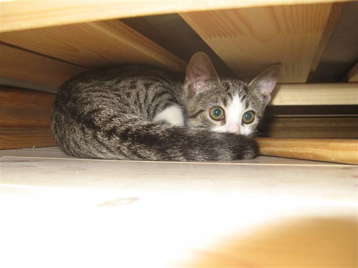 Blanding af racer Amidamaro - Ræve ungen hehe.. billede 11