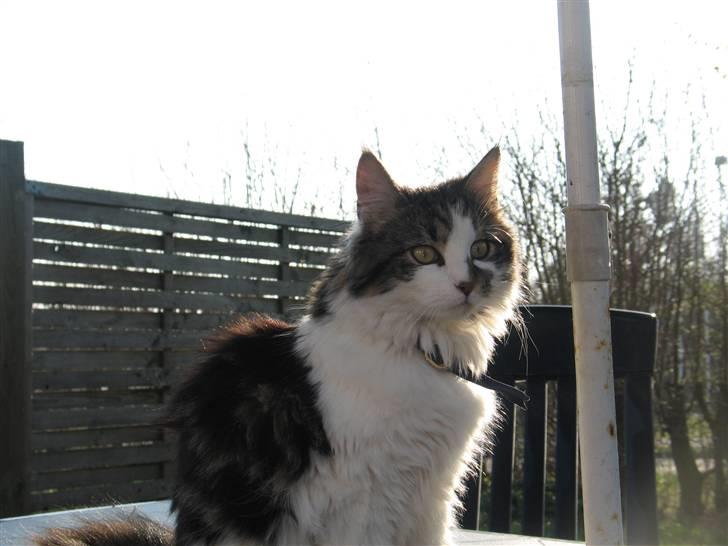 Blanding af racer Norsk skovkat/Agnes R.I.P - Agnes  billede 6