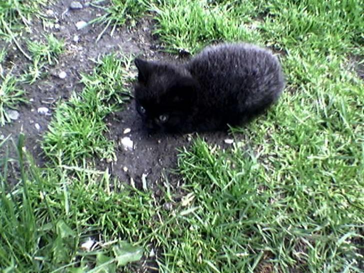 Huskat missy billede 1