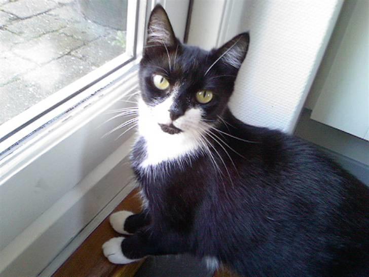 Huskat Cleo billede 7