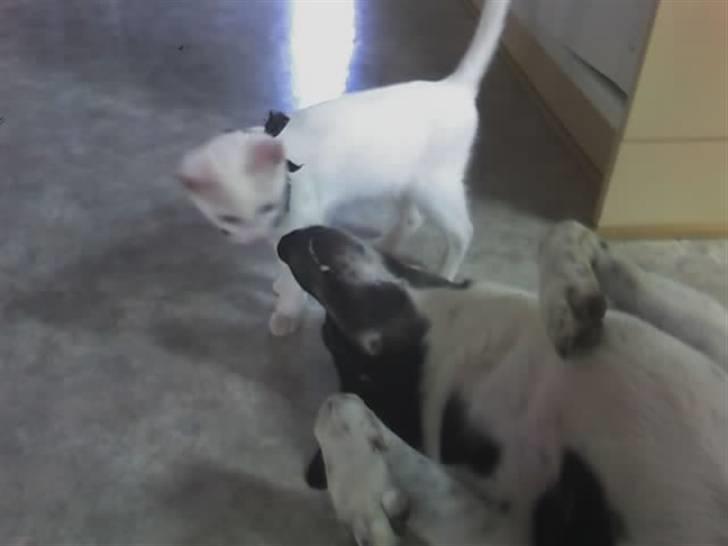 Huskat Felix - Felix og Lucky elsker bare hinandan xD Her får lucky lii et lille snude kys (: billede 6