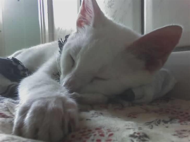 Huskat Felix - Jeg elsker at tage billeder af mine dyr ;b  Jeg får også at vide jeg er go til at tage fra den rigtige vinkel xD billede 7