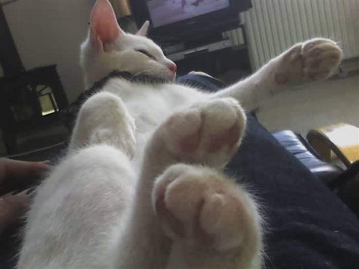 Huskat Felix - Det her billede blev da godt xD billede 8