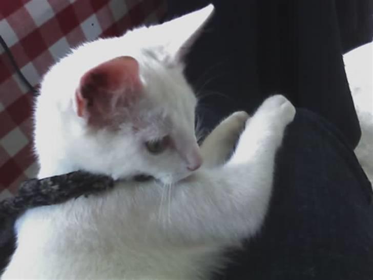 Huskat Felix - Ligger lige g slapper af (: billede 9