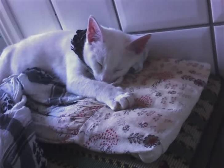 Huskat Felix - Ved godt billedet er sat ind en gang men her er det taget som "normal" (: billede 10