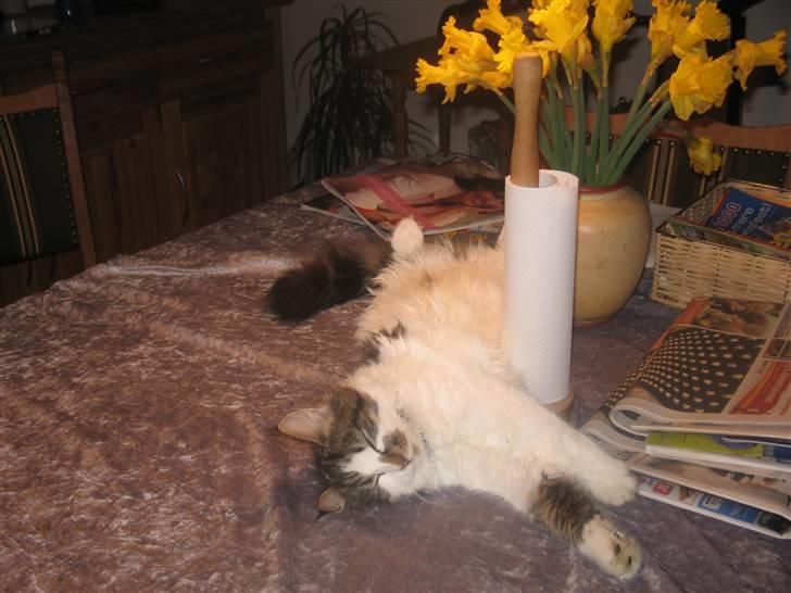 Blanding af racer Norsk skovkat/Agnes R.I.P - Total afslapning billede 7